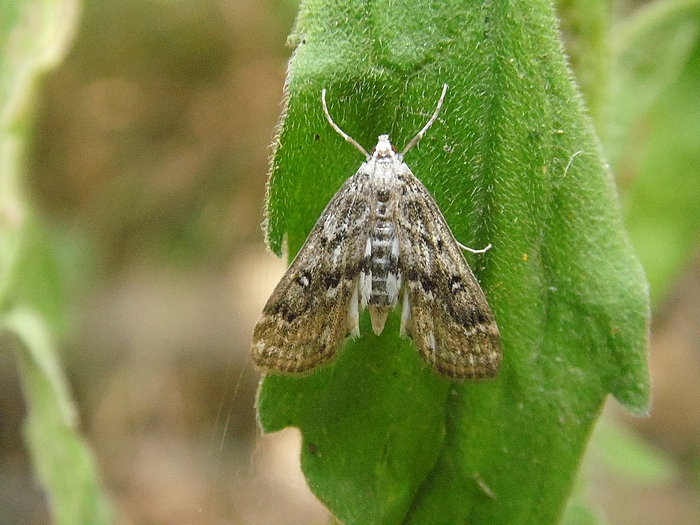Pyraloidea da ID2